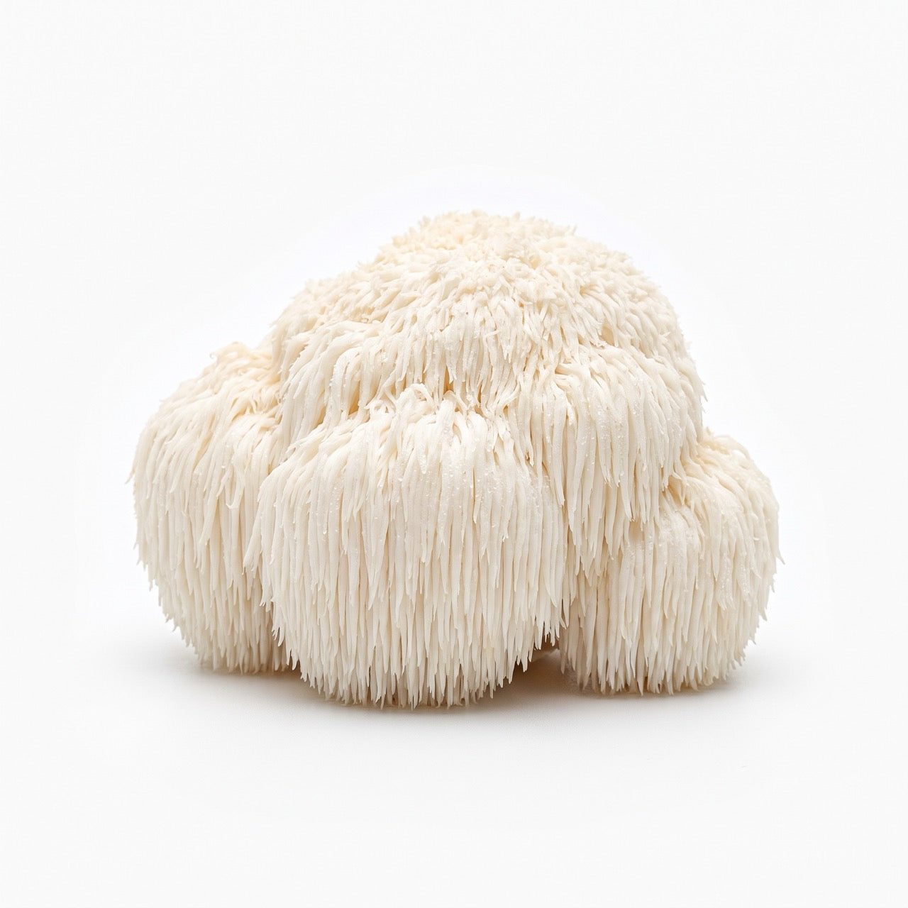 Lion's Mane